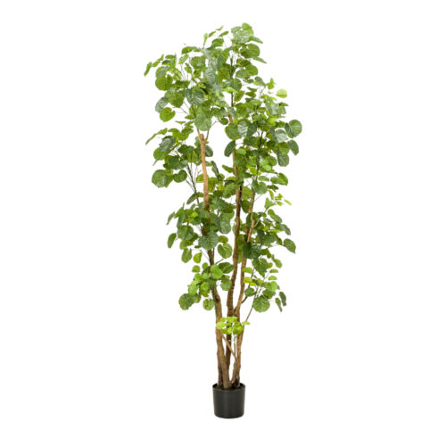 PLANTE ARTIFICIELLE ARALIA finition Premium | Trouvez-la chez MisterWils. Plus de 4000m² d'exposition.